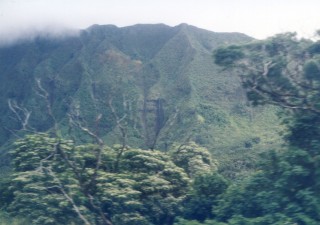 Rainforest Ridge